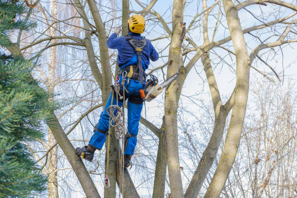 Best Tree Planting  in Laurens, SC