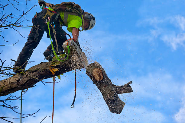 Best Leaf Removal  in Laurens, SC